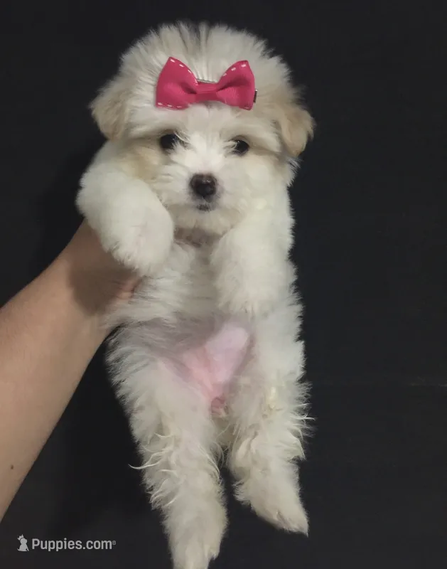 Maltipoo – Maltipoo, Maltese puppy for sale in Garden Grove, CA