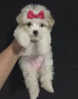 Maltipoo, a female Maltipoo and Maltese for sale in Garden Grove, CA – 1 of 1