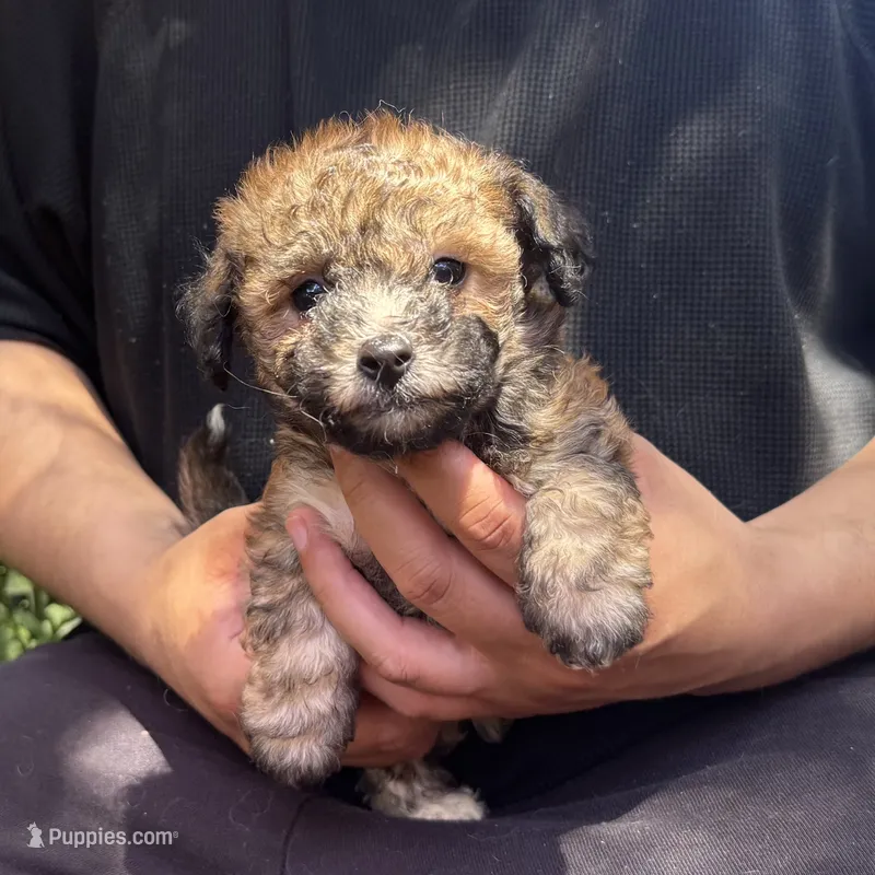 TCUP Male Puppy – Maltipoo, Shihpoo puppy for sale in Garden Grove, CA