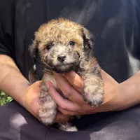 TCUP Male Puppy, a male Maltipoo and Shihpoo for sale in Garden Grove, CA – 1 of 1