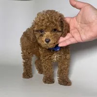 DISCOUNT Puppy , a male Poodle - Toy  and Poodle - Miniature  for sale in Garden Grove, CA – 1 of 1