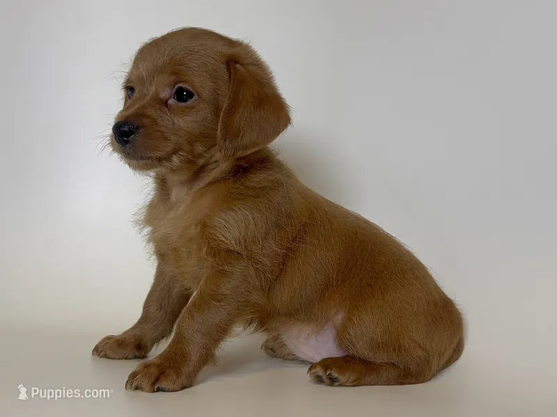 TEACUP Winnie Mix  – Doxiepoo, Chorkie puppy for sale in Garden Grove, CA