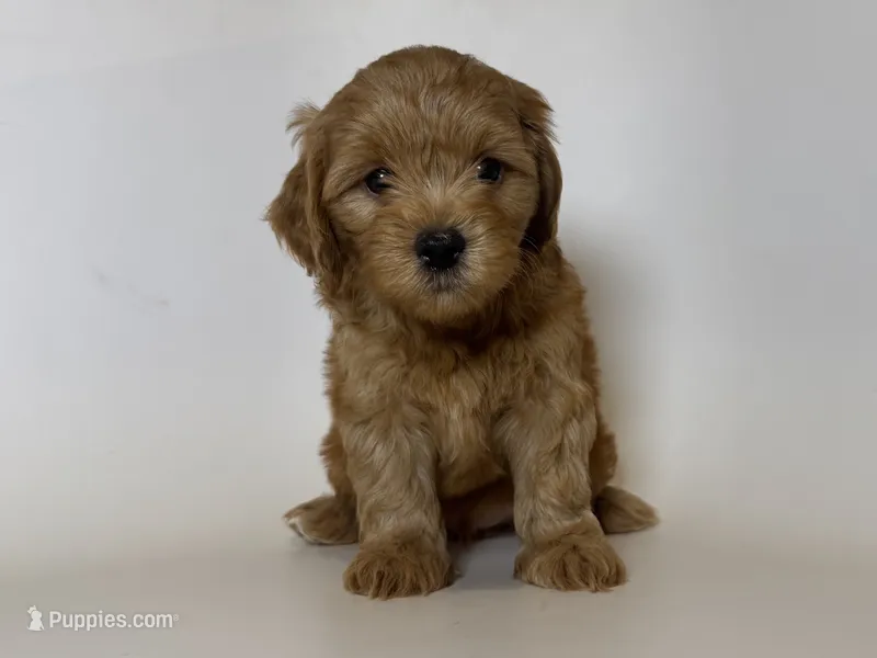CUTEST Malti-Poo 🥰💕 – Maltipoo, Poodle - Toy  puppy for sale in Garden Grove, CA
