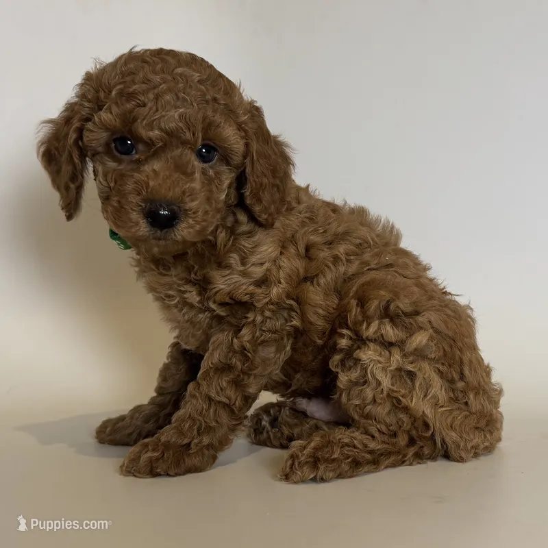 Red Toy Poodle Male  – Poodle - Toy , Poodle - Miniature  puppy for sale in Garden Grove, CA