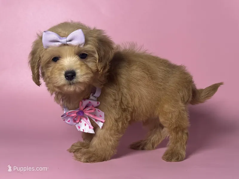 Female Maltipoo 💖