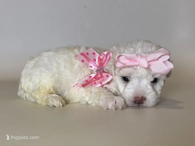 PURE White Pink Nose  – Maltipoo, Maltese puppy for sale in Garden Grove, CA