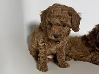 Tiny RED Toy Poodle, a male Poodle - Toy  and Poodle - Miniature  for sale in Garden Grove, CA – Photo 1 of 2