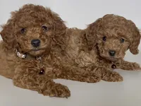 Tiny RED Toy Poodle, a male Poodle - Toy  and Poodle - Miniature  for sale in Garden Grove, CA – Photo 2 of 2
