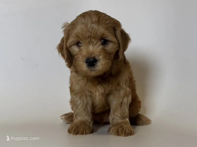 RED MALTIPOO  – Maltipoo, Poodle - Toy  puppy for sale in Garden Grove, CA
