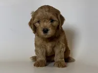 RED MALTIPOO , a male Maltipoo and Poodle - Toy  for sale in Garden Grove, CA – 1 of 2