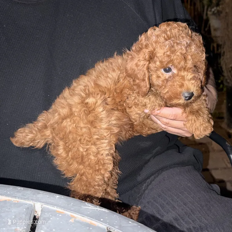 Dark Red Poodle (non fading) – Poodle - Toy , Poodle - Miniature  puppy for sale in Garden Grove, CA