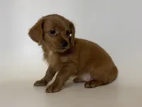 Dachshund Mix Puppy, a female Doxiepoo and Chorkie for sale in Garden Grove, CA – 2 of 2