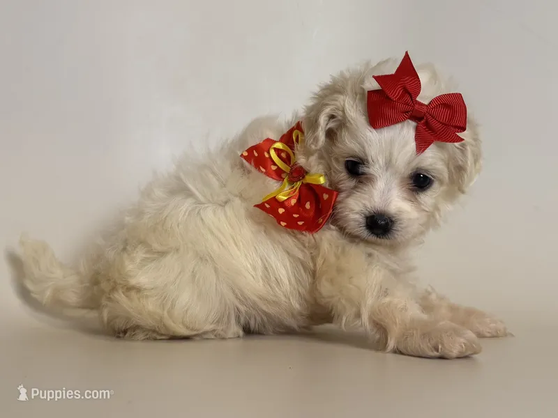 Female TCUP Maltipoo 😱💘 – Maltipoo, Poodle - Toy  puppy for sale in Garden Grove, CA