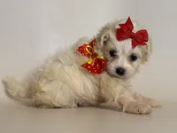 Female TCUP Maltipoo 😱💘, a female Maltipoo and Poodle - Toy  for sale in Garden Grove, CA – 1 of 2