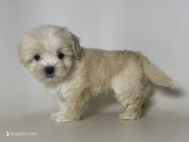 💕Beautiful Baby Doll 💕 – Maltipoo, Poodle - Toy  puppy for sale in Garden Grove, CA