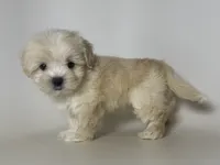 💕Beautiful Baby Doll 💕, a female Maltipoo and Poodle - Toy  for sale in Garden Grove, CA – 1 of 1