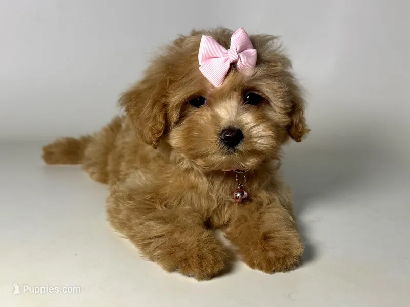 Maltipoo , a female Maltipoo and Poodle - Toy  for sale in Garden Grove, CA – Photo 1 of 1