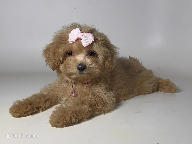 💗💗💗Perfect Maltipoo💗💗💗