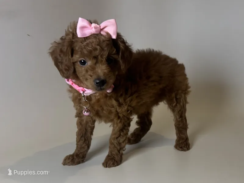 TEACUP Female Poodle  – Poodle - Toy  puppy for sale in Garden Grove, CA