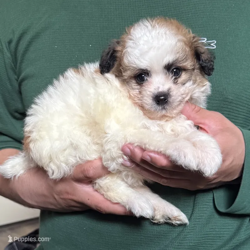 Male Shihpoo Puppy  – Maltipoo, Shihpoo puppy for sale in Garden Grove, CA