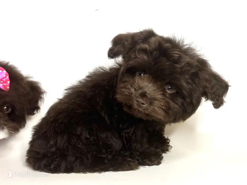 HERSHEY  – Maltipoo, Morkie puppy for sale in Garden Grove, CA
