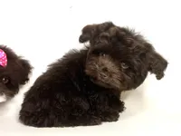 HERSHEY , a male Maltipoo and Morkie for sale in Garden Grove, CA – 1 of 1
