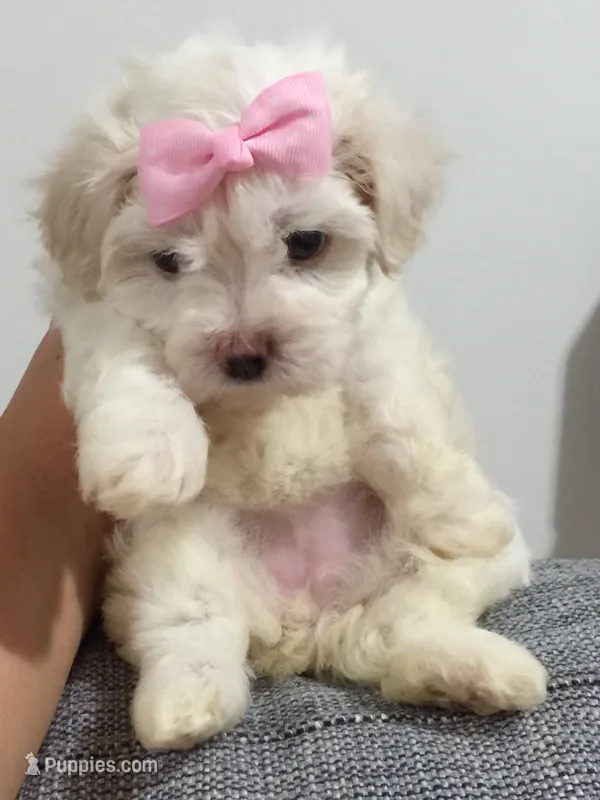Maltipoo Puppy