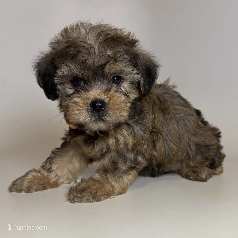Tiny XS Puppy 🐶  – Yorkipoo, Mal Shi puppy for sale in Garden Grove, CA