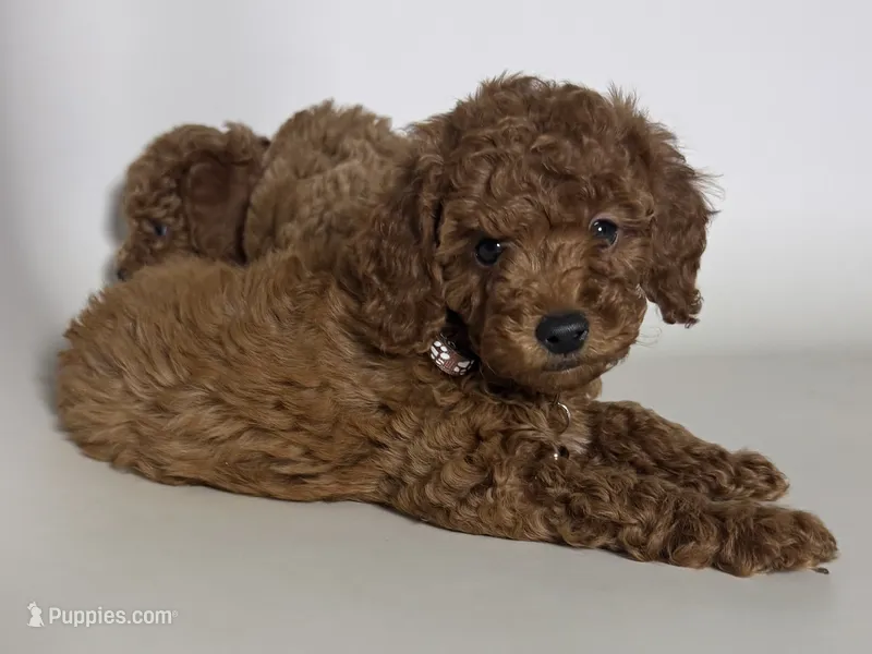 Beautiful Dark Red Poodle  – Poodle - Toy , Poodle - Miniature  puppy for sale in Garden Grove, CA