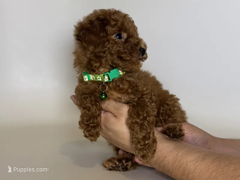 RED Mini/Toy Poodle Pup 🐶  – Poodle - Toy , Poodle - Miniature  puppy for sale in Garden Grove, CA