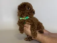 RED Mini/Toy Poodle Pup 🐶 , a male Poodle - Toy  and Poodle - Miniature  for sale in Garden Grove, CA – 1 of 1