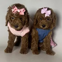 Female Red Toy Poodle , a female Poodle - Toy  and Poodle - Miniature  for sale in Garden Grove, CA – 2 of 2