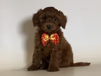 Goldendoodle , a male Goldendoodle and Miniature Goldendoodle for sale in Garden Grove, CA – 1 of 1