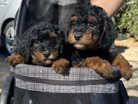 MARLO, a male Poodle - Miniature  and Miniature Bernedoodle for sale in Garden Grove, CA – Photo 2 of 2