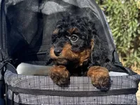 MARLO, a male Poodle - Miniature  and Miniature Bernedoodle for sale in Garden Grove, CA – Photo 1 of 2