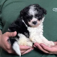 Maltipoo Female , a female Maltipoo and Shihpoo for sale in Garden Grove, CA – 1 of 1
