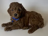 TeddyBear Face Puppy 🐶 , a male Poodle - Toy  and Poodle - Miniature  for sale in Garden Grove, CA – 1 of 2