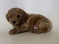 TeddyBear Red Poodle , a female Poodle - Toy  and Poodle - Miniature  for sale in Garden Grove, CA – 2 of 2