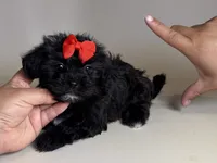 XXS Malti-Poo Puppy , a female Maltipoo and Shihpoo for sale in Garden Grove, CA – 2 of 2