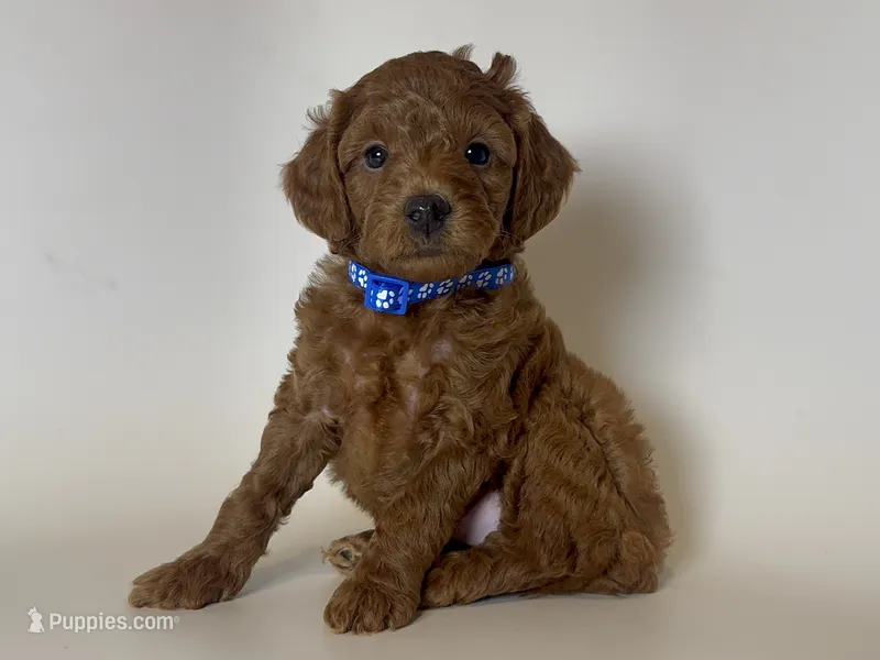 💙Perfect RED TOY Poodle Male 😱💙 – Poodle - Toy , Poodle - Miniature  puppy for sale in Garden Grove, CA