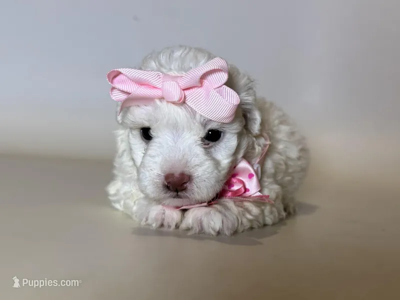 White Female Puppy 🤍 – Maltipoo, Maltese puppy for sale in Garden Grove, CA
