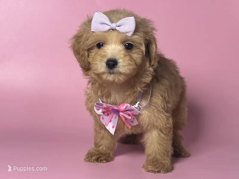 Dark Apricot Girl 🤎