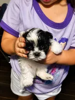 🐾 Morkie Mix Puppies Looking for Their Forever Homes! 🐶💙, a male Morkie for sale in San Antonio, TX – 3 of 8