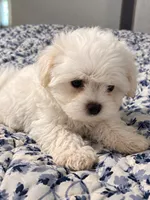 Maltese male, a male Maltese for sale in San Antonio, TX – 4 of 4