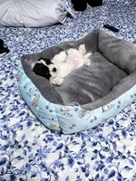 🐾 Morkie Mix Puppies Looking for Their Forever Homes! 🐶💙, a male Morkie for sale in San Antonio, TX – 7 of 8
