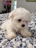Maltese male, a male Maltese for sale in San Antonio, TX – 3 of 4