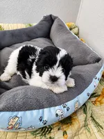 🐾 Morkie Mix Puppies Looking for Their Forever Homes! 🐶💙, a male Morkie for sale in San Antonio, TX – 5 of 8