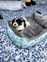 🐾 Morkie Mix Puppies Looking for Their Forever Homes! 🐶💙, a male Morkie for sale in San Antonio, TX – 6 of 8