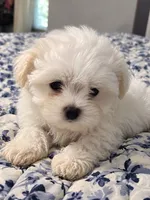 Maltese male, a male Maltese for sale in San Antonio, TX – 2 of 4