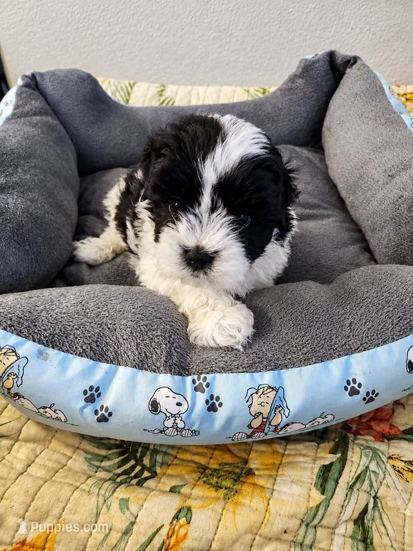 🐾 Morkie Mix Puppies Looking for Their Forever Homes! 🐶💙 – Morkie puppy for sale in San Antonio, TX
